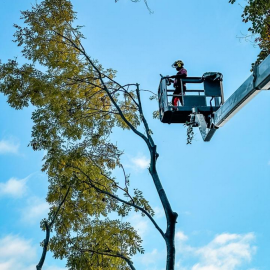 Baumfällungen Baumpflege