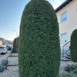 Wir schneiden Ihre Hecke - Gartenpflege und Rasenp