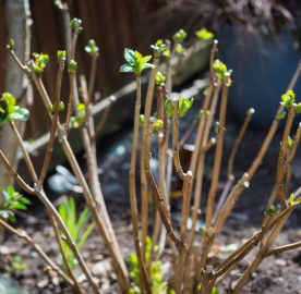 Gartenpflege