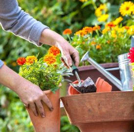 Hilfe/ Unterstützung für Gartenarbeit gesucht