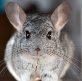 Gegenseitige Tierpflege