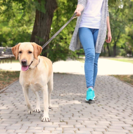 Hunde ausführen