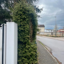 Suche Hilfe beim Hecke schneiden